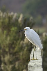 Snowy Egret