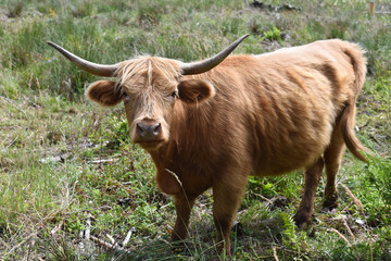 agriculture elevage culture  agriculteur vache hightland scottish race viande Ardennes paysages climat environnement cornes animaux betail bovin