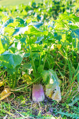Turnips growing on Farmland