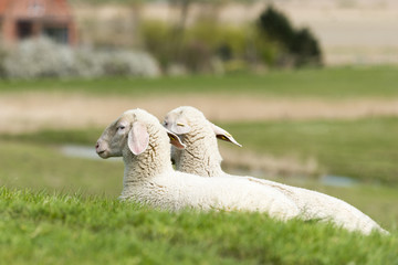 Deutschland, Niedersachsen, Ostfriesland, Krummhörn, Schafe beim Pilsumer Leuchtturm.