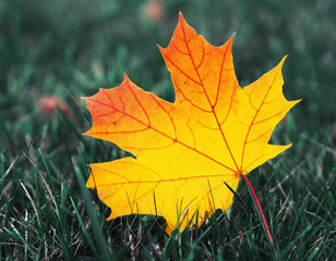 Maple leaf bright and colorful