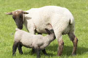 Fototapeta premium Schafe (Ovis gmelini aries), Schaf mit Lamm.