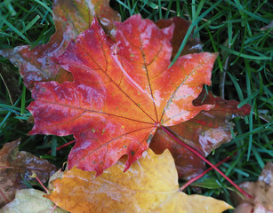 Maple leaf bright and colorful
