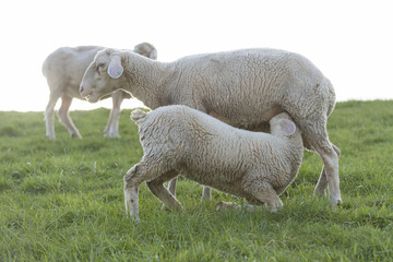 Obraz na płótnie Canvas Schafe (Ovis gmelini aries), Schaf mit Lamm.
