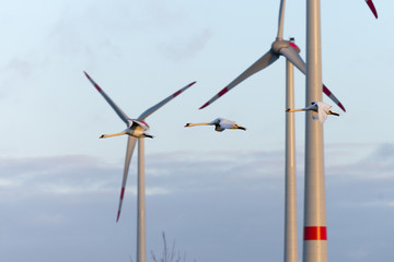 Fototapeta premium Deutschland, Ostfriesland Windenergieanlagen, Höckerschwäne im Flug