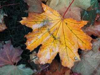 Maple leaf bright and colorful