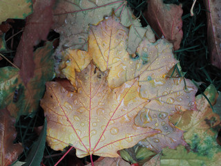 Maple leaf bright and colorful