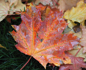 Maple leaf bright and colorful