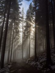 Sun rays shining through the mist of the dark dense spruce forest
