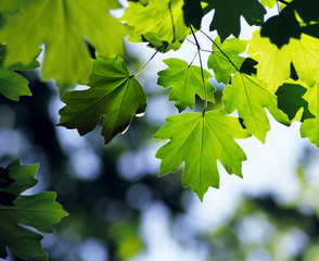 Maple leaf bright and colorful