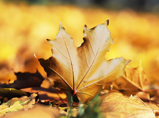 Maple leaf bright and colorful