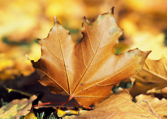 Maple leaf bright and colorful