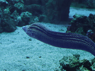 Murena huge snake sweaming away at the blue ocean