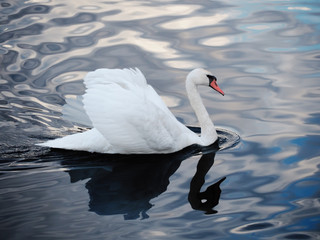 White swan sweaming at the beautiful lake