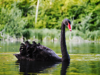 Black swan sweaming at the beautiful lake