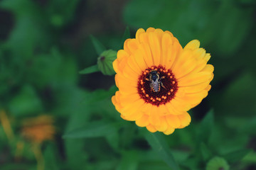 Obraz premium Bee on the wild mountain flower