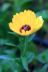Bee on the wild mountain flower