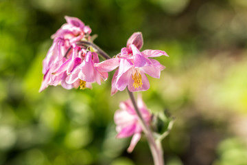Tender pink aquilegia flowers on the sunny weather. Beautiful summer background. Copy space.