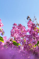 Fototapeta na wymiar Purple lilac flowers at the blue sky background. Beautiful spring background. Copy space.