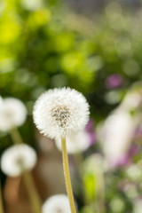 Tender white dandelions in the summer time. Beautiful summer background. Copy space.