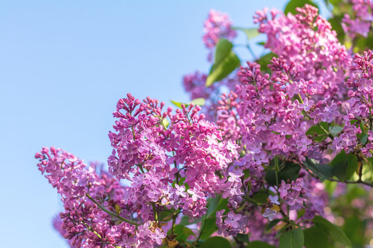 Purple lilac flowers at the blue sky background. Beautiful spring background. Copy space.