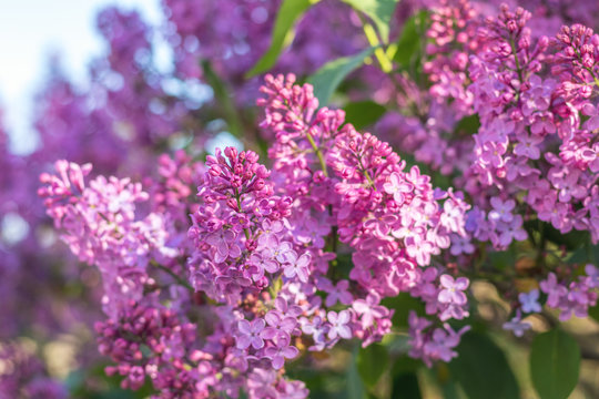 Purple lilac flowers at the blue sky background. Beautiful spring background. Copy space.