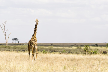 a giraffe in Serengeti National Park, Tanzania, Africa