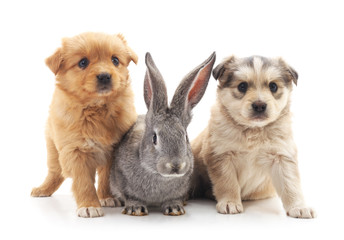 Fototapeta na wymiar Two puppies and a rabbit.
