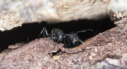 big forest ants on old wood