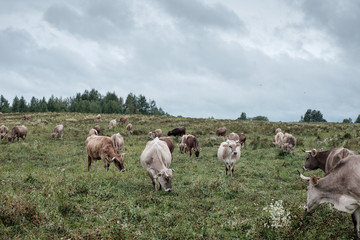 Cows grazing on the field