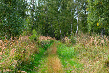 Road in forest