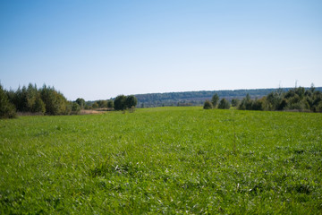 Green meadow