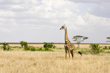 a giraffe in Serengeti National Park, Tanzania, Africa