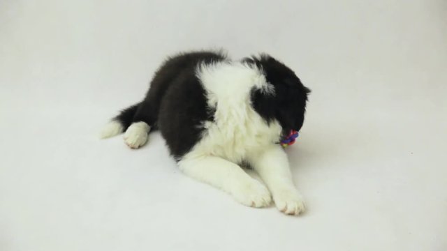 cute border collie puppy on white background, lying on the ground
