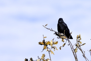 Wild raven in park - Bedfont Lakes Country Park, London