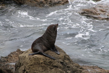 New Zealand North Island seal 