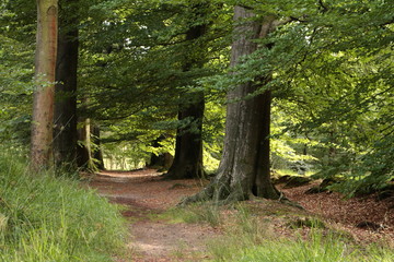 Wandelen door het bos in de zomer