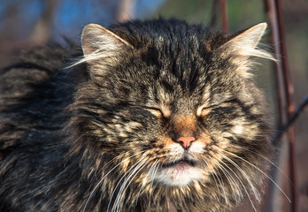 Naklejka premium big adult furry striped Siberian cat closeup