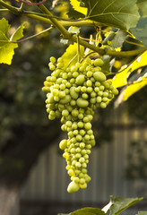 Fototapeta premium large ripening bunch of white grape on the vine