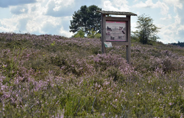 infotafel in der mehlinger heide