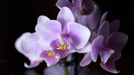 Fototapeta na wymiar Pinke Phalaenopsis Orchidee isoliert vor schwarzem Hintergrund