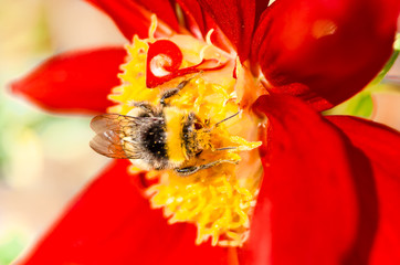 Bumble bee and Dahlia flower