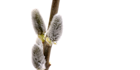 Weidenkätzchen - Freisteller