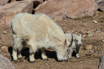 Mountain Goat Nanny and Kid