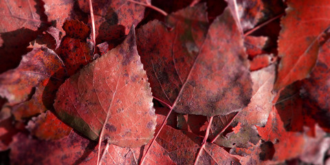 Welke Bläter im Herbst