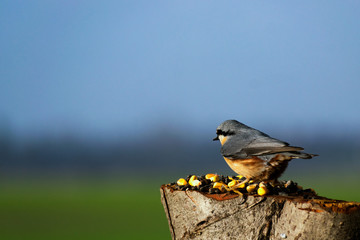 Kowalik © Dariusz