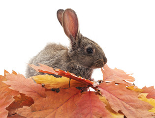 Obraz premium Gray rabbits and yellow leaves.