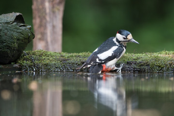 Great spotted woodpecker