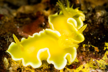 couple of nudibranch diversidoris crocea rudman