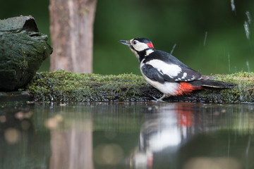 Great spotted woodpecker